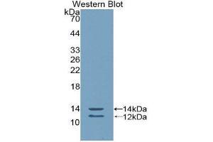 Western Blotting (WB) image for anti-Peptide YY (PYY) (AA 31-97) antibody (ABIN1860387) (Peptide YY anticorps  (AA 31-97))