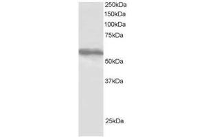 Image no. 1 for anti-Tripartite Motif-containing 4 (TRIM4) (C-Term) antibody (ABIN374319) (TRIM4 anticorps  (C-Term))