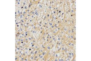 Immunohistochemistry (IHC) image for anti-Amyloid beta (A4) Precursor-Like Protein 2 (APLP2) antibody (ABIN1876643) (APLP2 anticorps)