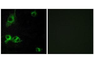 Immunofluorescence (IF) image for anti-Laminin, alpha 1 (LAMA1) (C-Term) antibody (ABIN1850442) (Laminin alpha 1 anticorps  (C-Term))
