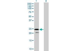 Western Blot analysis of IL24 expression in transfected 293T cell line by IL24 MaxPab polyclonal antibody. (IL-24 anticorps  (AA 1-206))