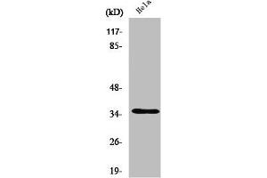Western Blot analysis of HepG2 cells using Olfactory receptor 52A1 Polyclonal Antibody (OR52A1 anticorps  (Internal Region))