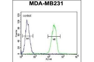HPGD Antibody (C-term) (ABIN390765 and ABIN2841023) flow cytometric analysis of MDA-M cells (right histogram) compared to a negative control cell (left histogram). (HPGD anticorps  (C-Term))