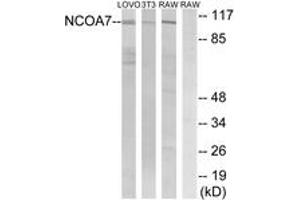 Western Blotting (WB) image for anti-Nuclear Receptor Coactivator 7 (NCOA7) (AA 422-471) antibody (ABIN2890473) (NCOA7 anticorps  (AA 422-471))