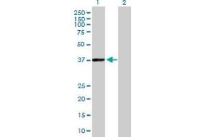 Western Blot analysis of PHYH expression in transfected 293T cell line by PHYH MaxPab polyclonal antibody. (PHYH anticorps  (AA 1-338))