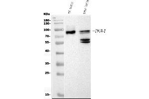 Western blot analysis of DDX4/MVH using anti-DDX4/MVH antibody (ABIN7601204). (DDX4 anticorps  (AA 3-666))