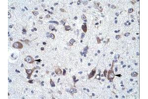 Image no. 1 for anti-Neuronal Calcium Sensor 1 (NCS1) (N-Term) antibody (ABIN6736039) (NCS1 anticorps  (N-Term))