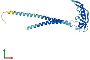 AlphaFold protein structure predicition of Human Recombinant KCNMB2 Protein, UniprotID Q9Y691