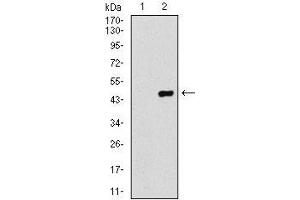 Western blot analysis using COTL1 mAb against HEK293 (1) and COTL1 (AA: 1-142)-hIgGFc transfected HEK293 (2) cell lysate.