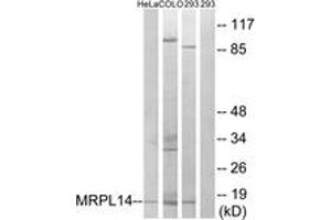 Western Blotting (WB) image for anti-Mitochondrial Ribosomal Protein L14 (MRPL14) (AA 96-145) antibody (ABIN2890048) (MRPL14 anticorps  (AA 96-145))