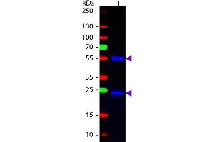 Western blot of Fluorescein conjugated Chicken Anti-Mouse IgG secondary antibody. (Poulet anti-Souris IgG (Heavy & Light Chain) Anticorps (FITC) - Preadsorbed)