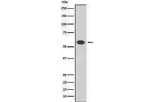 Western blot analysis of Oct-2 expression in Daudi cell lysate.
