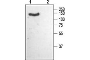 Western blot analysis of rat brain membranes:1.