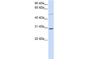 PLA1A antibody used at 1 ug/ml to detect target protein. (PLA1A anticorps  (Middle Region))