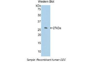 Western Blotting (WB) image for anti-Ornithine Decarboxylase 1 (ODC1) (AA 234-453) antibody (ABIN1860100) (ODC1 anticorps  (AA 234-453))