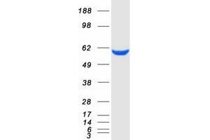 Validation with Western Blot