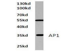 Image no. 1 for anti-Jun Proto-Oncogene (JUN) antibody (ABIN265351) (C-JUN anticorps)
