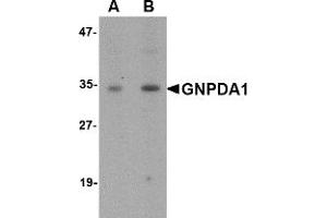 Western Blotting (WB) image for anti-Glucosamine-6-Phosphate Deaminase 1 (GNPDA1) (C-Term) antibody (ABIN1030415)