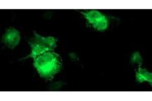 Anti-FBXO21 mouse monoclonal antibody (ABIN2455305) immunofluorescent staining of COS7 cells transiently transfected by pCMV6-ENTRY FBXO21 (RC223095). (FBXO21 anticorps)
