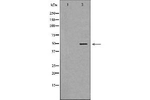 Western blot analysis of Hela whole cell lysates, using PSMC2 Antibody.