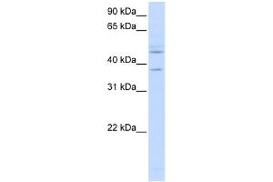 WB Suggested Anti-RFC3 Antibody Titration:  0. (RFC3 anticorps  (C-Term))