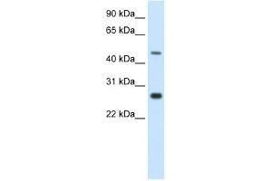 SPZ1 antibody (20R-1158) used at 0. (SPZ1 anticorps  (C-Term))