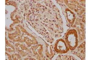 IHC image of ABIN7170398 diluted at 1:640 and staining in paraffin-embedded human kidney tissue performed on a Leica BondTM system. (SNX5 anticorps  (AA 7-245))