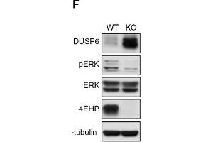 Depletion of 4EHP expression affects cell proliferation, survival, and ERK1/2 phosphorylation. (EIF4E2 anticorps)