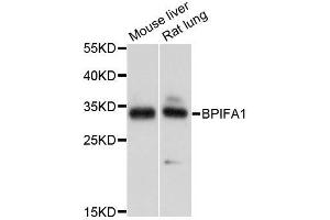 Western blot analysis of extracts of various cell lines, using BPIFA1 antibody (ABIN5995800) at 1/1000 dilution. (BPIFA1 anticorps)