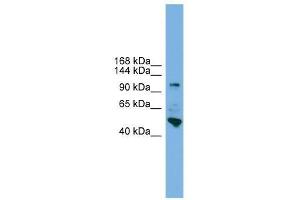Western Blot showing PCDH18 antibody used at a concentration of 1-2 ug/ml to detect its target protein. (PCDH18 anticorps  (N-Term))