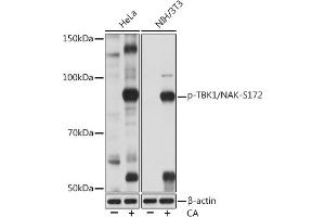 Western blot analysis of extracts of various cell lines, using Phospho-TBK1/NAK-S172 Rabbit mAb (ABIN7270721) at 1:1000 dilution. (TBK1 anticorps  (pSer172))