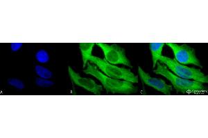 Immunocytochemistry/Immunofluorescence analysis using Rabbit Anti-Hsp27 Polyclonal Antibody . (HSP27 anticorps  (FITC))