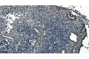 IHC analysis of GNG7 using anti-GNG7 antibody (ABIN7600508). (GNG7 anticorps  (AA 2-57))