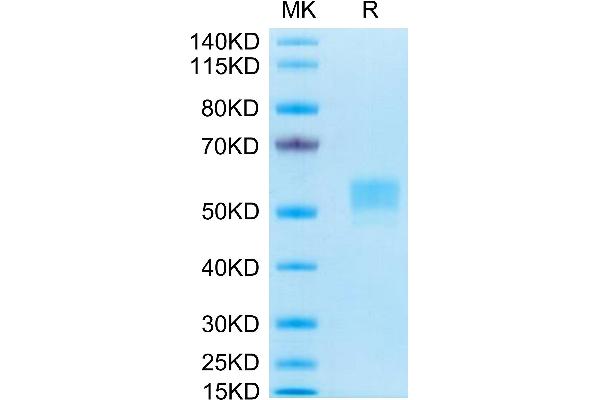 CD79b Protein (AA 29-159) (Fc Tag)