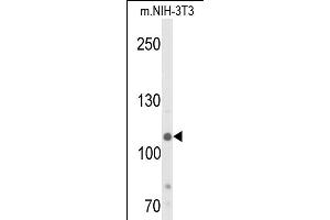 Western blot analysis of JMJD2B- (ABIN653576 and ABIN2842951) in NIH-3T3 cell line lysates (35 μg/lane). (KDM4B anticorps  (AA 281-306))
