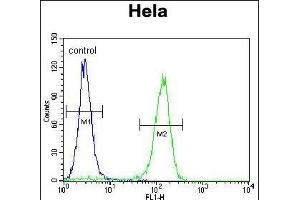 CCNC Antibody (N-term) (ABIN655158 and ABIN2844776) flow cytometric analysis of Hela cells (right histogram) compared to a negative control cell (left histogram). (Cyclin C anticorps  (N-Term))