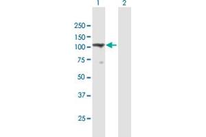 Western Blot analysis of TMEM24 expression in transfected 293T cell line by TMEM24 MaxPab polyclonal antibody. (C2CD2L anticorps  (AA 1-706))