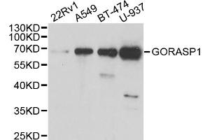 Western blot analysis of extracts of various cell lines, using GORASP1 antibody (ABIN5973972) at 1/1000 dilution. (GORASP1 anticorps)