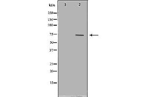 Western blot analysis of extracts of A549 , using VCP antibody. (VCP anticorps  (Internal Region))