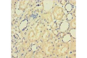 Immunohistochemistry of paraffin-embedded human kidney tissue using ABIN7162611 at dilution of 1:100 (PAPPA anticorps  (AA 95-302))