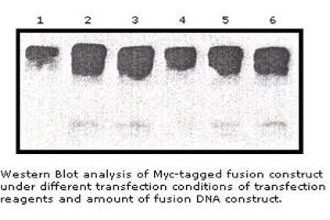 Image no. 1 for anti-Myc Tag (AA 410-419) antibody (ABIN790724) (Myc Tag anticorps  (AA 410-419))