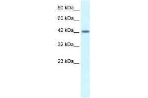 WB Suggested Anti-ATF2 Antibody Titration:  1. (ATF2 anticorps  (C-Term))