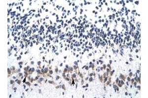 ZNF266 antibody was used for immunohistochemistry at a concentration of 4-8 ug/ml to stain Purkinje cells (arrows) in Human Cerebellum. (ZNF266 anticorps  (N-Term))