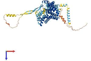 AlphaFold protein structure predicition of Human Recombinant SLC1A6 Protein, UniprotID P48664