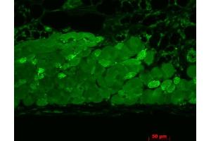 Immunohistochemistry analysis using Mouse Anti-Hsp90 Monoclonal Antibody, Clone 4F3. (HSP90 anticorps)