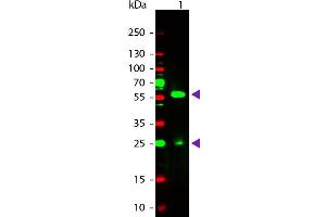 Western Blot of Rabbit anti-Biotin Rhodamine Conjugated Antibody. (Biotin anticorps  (Rhodamine))