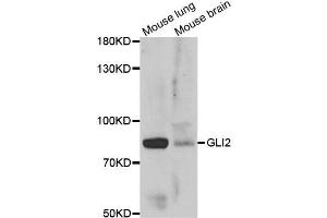 Western blot analysis of extracts of various  tissues, using GLI2 antibody. (GLI2 anticorps)