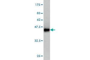 Western Blot detection against Immunogen (37.