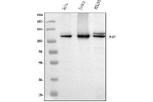 Western blot analysis of MCM6 using anti-MCM6 antibody (ABIN7600036). (MCM6 anticorps  (AA 14-821))