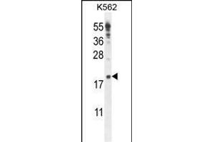 IQCJ Antibody (C-term) (ABIN654864 and ABIN2844523) western blot analysis in K562 cell line lysates (35 μg/lane). (IQCJ anticorps  (C-Term))